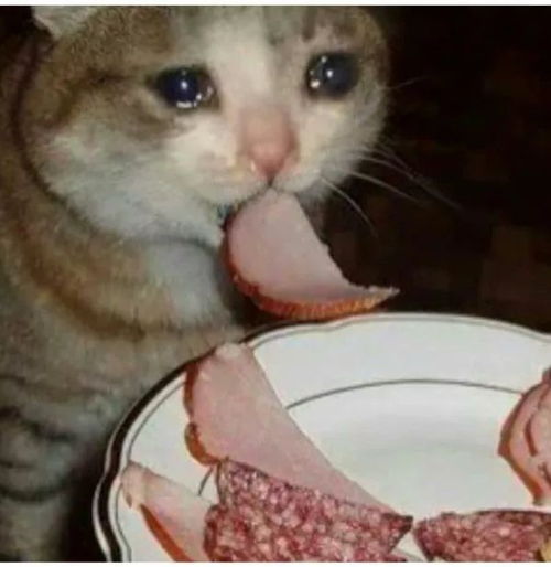 《在〈遇见你的猫〉中更换服装的方法》 3