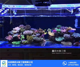 如何制作《明日之后》中的观赏鱼缸?快速获取观赏鱼缸的方法揭秘 2