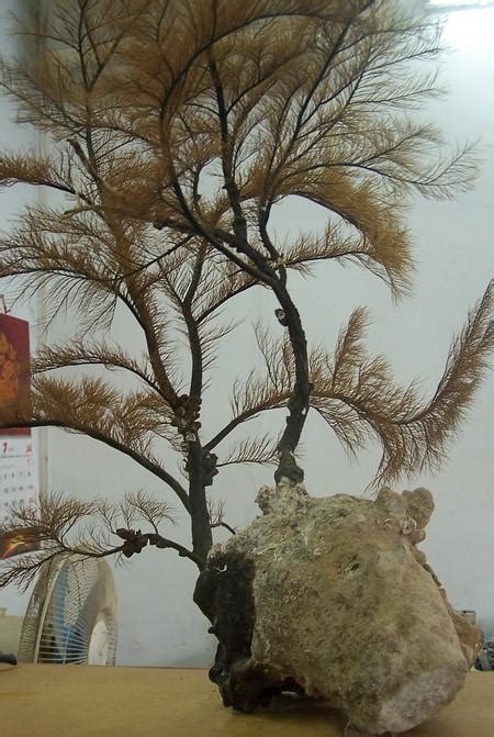 海柳通常指的是哪种海洋生物? 2