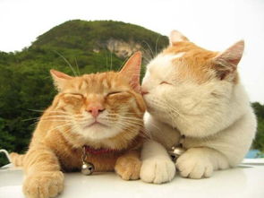 《在〈遇见你的猫〉中更换服装的方法》 4