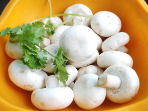 探索病毒蘑菇官方测试平台:一键进入的神奇之门 2