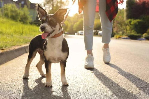 《超级对决比拼》大学生遛狗通关有什么攻略？ 4