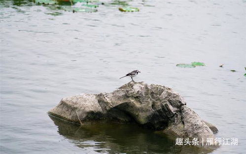 海狮得名的相关原因探究 1