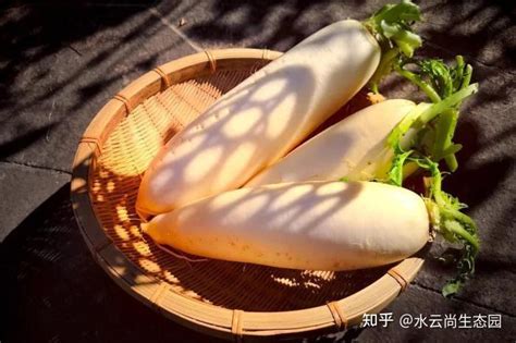 夏日姜香冬日萝卜爽,揭秘哪种白萝卜口感更胜一筹 4