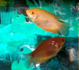 揭秘护士鲨的独特生活习性 2