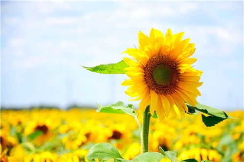 《《保卫向日葵》深度攻略:洋葱培育秘籍大公开》 1