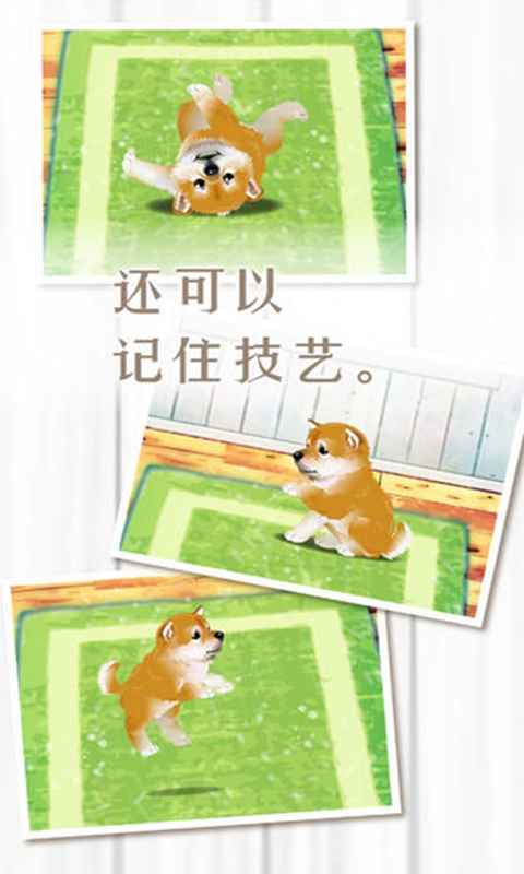 养育柴犬的治愈游戏 截图2