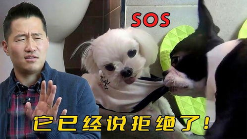 如何通过《玩梗老司机》中的训狗大师关卡? 3