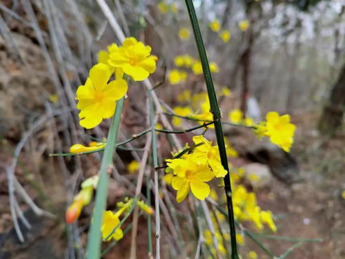 春寒中绽放的金英翠萼：探秘黄色春季花卉之谜 2
