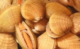 惊！哪种超小螃蟹竟能寄生在贝类体内？ 1