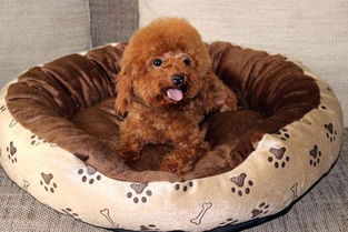 打造温馨舒适爱犬小窝的必备指南 1