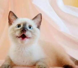 《遇见你的猫》:解锁高效提升亲密度秘籍! 1