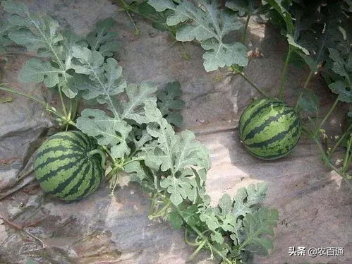 掌握最佳时机与技巧:西瓜的高效种植与管理秘籍 1