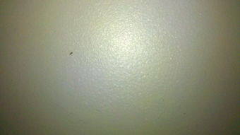 床板里有蛀虫怎么办?教你几招轻松去除! 3