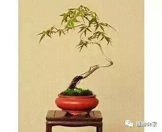 打造独特树根盆栽:简易步骤大揭秘 3