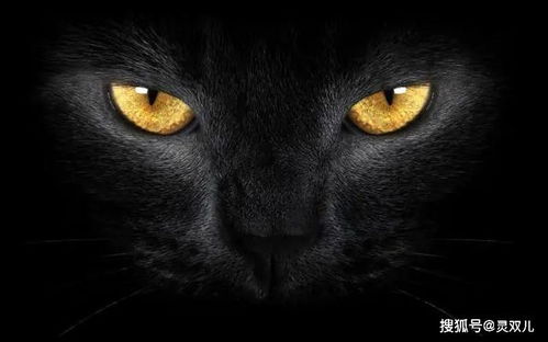 《黑猫奇闻社》时光解语活动是什么? 1