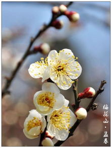 揭秘:孟春究竟是指哪个月份? 3