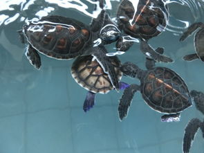 哪种龟类主要栖息于海洋环境? 1