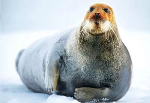 揭秘:因浓密粗硬胡须而得名的海豹种类是哪种? 4