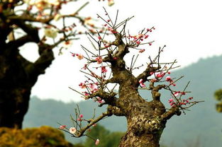 邓字组成的词语有哪些 1