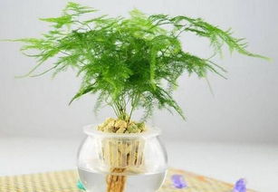 《如何在《异世界慢生活》中快速解锁水培区秘籍？》 1