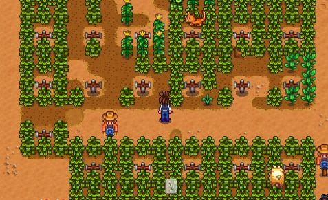 星露谷物语:轻松掌握杨桃酿酒技巧 1